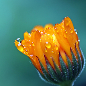 Light Morning Dew