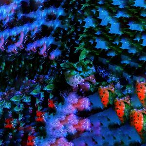 Norovirus For Christmas