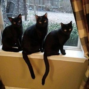 Necromance! (feat. @Yaru & Deadwitch)