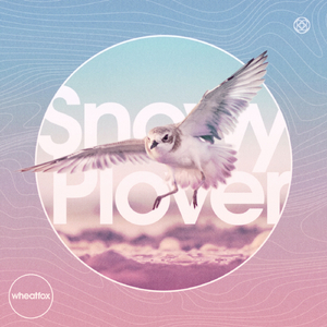 Snowy Plover (Original)