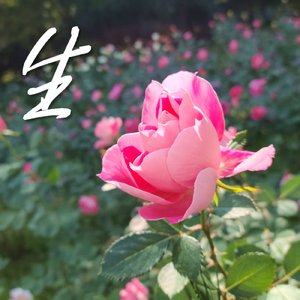 タピオカ飲もうよ