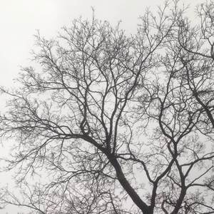 Rain in November (Morning)