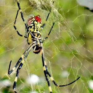 C148-忘忧谷（remix）（乌鸦吃瓜 remix）