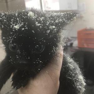 Purr3t ˖✧˖°.✶₊ ⊹ ⋆˚☆˖°