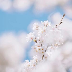 暮雪