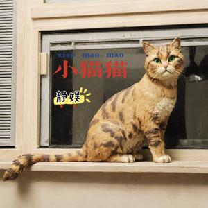 小猫猫