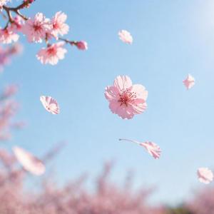 벚꽃은 어차피 떨어져 (Cherry Blossoms Fall Anyway)