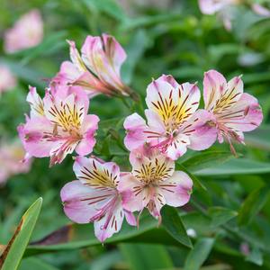 花开了