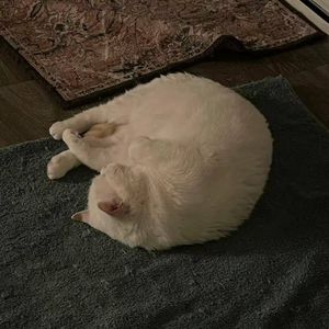 さよならfrequency (Cover HACHI)