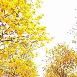 轮回-整曲 伴奏