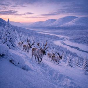 The Northern Cold and Triumph