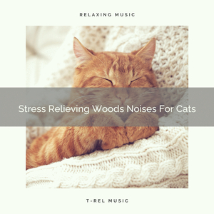 Relaxing Woods Noises Especially For Cats