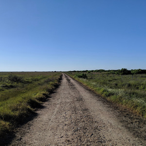 Rhododendrons (March Version)
