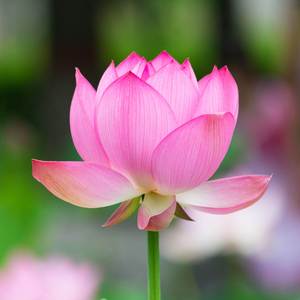 阿彌陀佛在心間