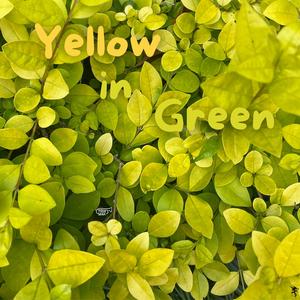 Yellow in Green (feat. Braccus Beats)