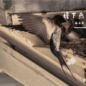 檐下燕 伴奏