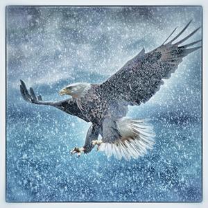 Soar