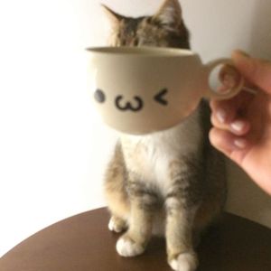 让眼泪代替你爱我