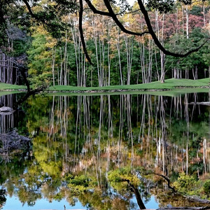 Serene Reflections in Nature's Harmony 2