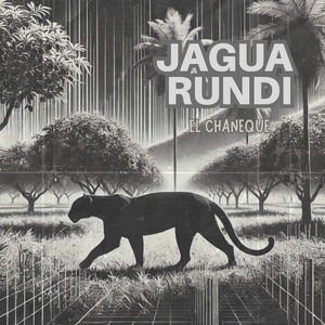 Jaguarundi