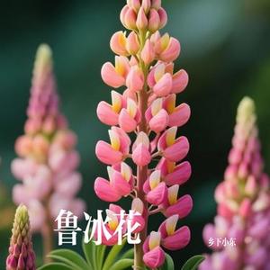 鲁冰花 (乡下小东 Remix)