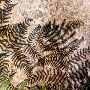 Cansado