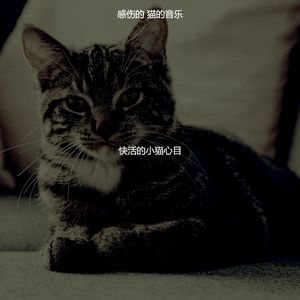 温和猫梦想