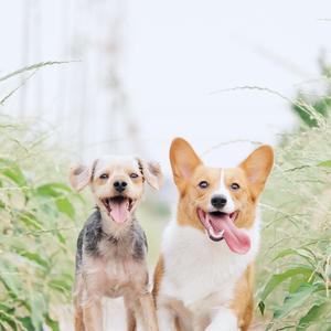 清新欢快口哨之一