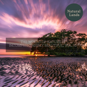 Creepy American Toads