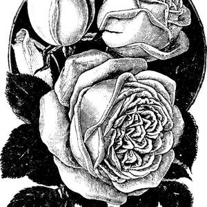 Sphere（Cover NOCTURNAL BLOODLUST）