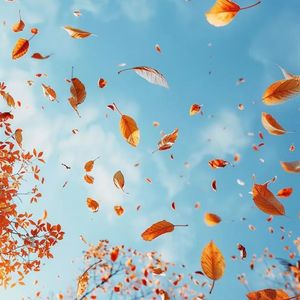 风中的叶子 伴奏