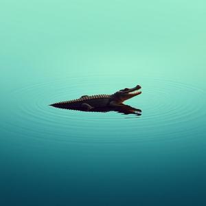 Crocodile
