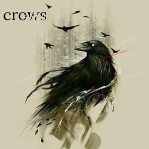 crows