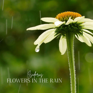 Flowers in the Rain