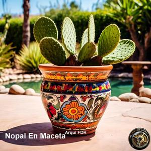 Nopal En Maceta
