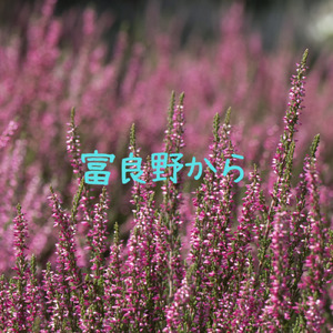 富良野から