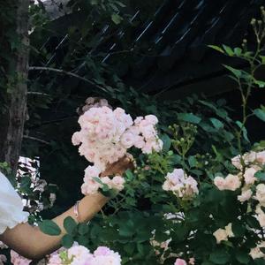 等到花开后新版