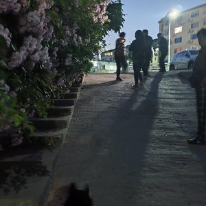 《血蔷薇》