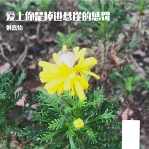 爱上你是掉进悬崖的惩罚