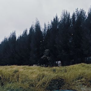 候鸟