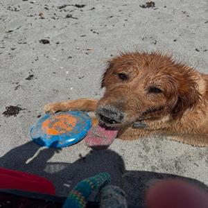 Silver Bars and a Dog Named Bear