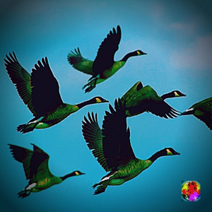 Geese