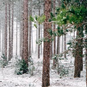 Cold winter