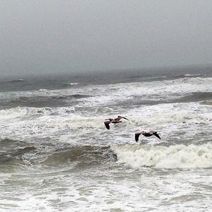 Your Pelican (feat. Rachel Endsley) [2020 Remaster] (Full Version) (Full Version)