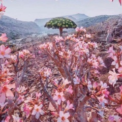 厨房拟声舞 (DJ版)