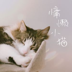 慵懒小猫