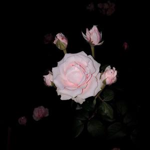 La Vie En Rose