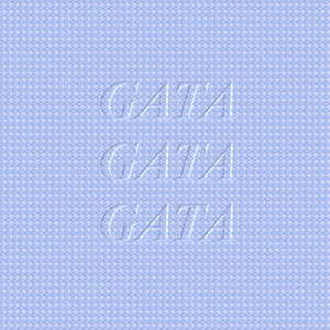 gata gata gata
