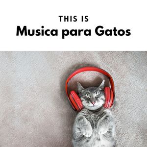 This is Musica para Gatos
