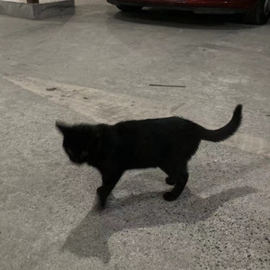 暴雨remix(kyrie remix)